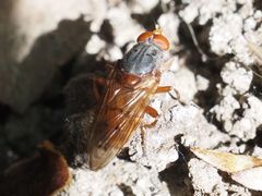 Brachyopa maculipennis