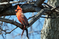 Cardinalis cardinalis