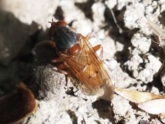 Brachyopa maculipennis