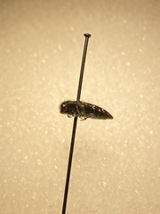 Acmaeodera ornatoides