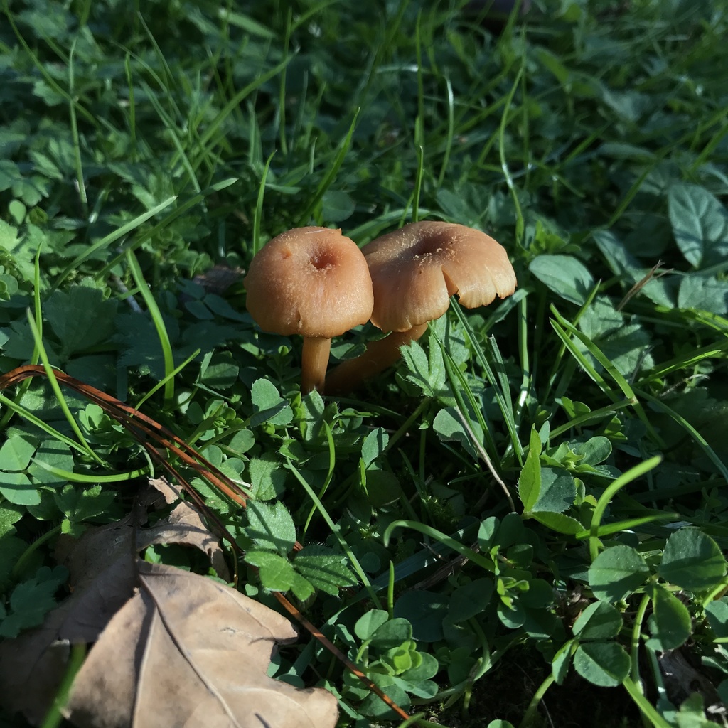 Laccaria laccata · April 2022 · photo: © cristianriquelme (iNaturalist, cc-by)