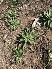 Oenothera elata hirsutissima