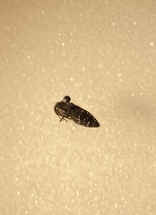 Acmaeodera ornatoides