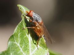 Brachyopa maculipennis