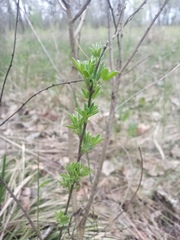 Chamaecytisus ruthenicus
