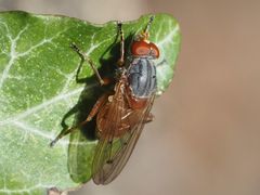 Brachyopa maculipennis