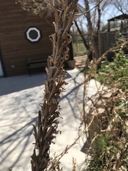 Oenothera elata hirsutissima