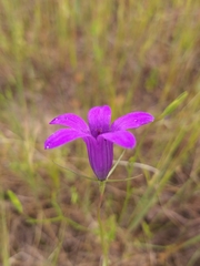 Campanula lusitanica