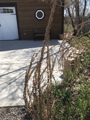 Oenothera elata hirsutissima