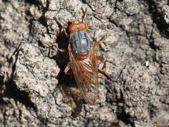 Brachyopa maculipennis