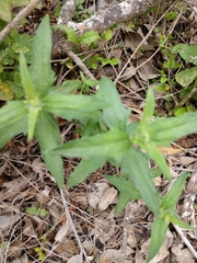 Wedelia acapulcensis