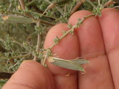 Lotononis sericophylla