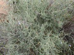 Lotononis sericophylla