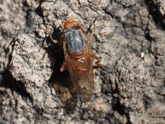 Brachyopa maculipennis