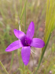 Campanula lusitanica
