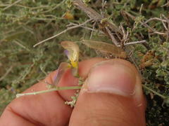 Lotononis sericophylla