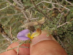 Lotononis sericophylla