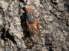 Brachyopa maculipennis