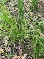 Carex jamesii