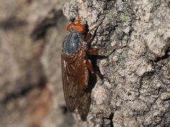 Brachyopa maculipennis