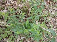 Wedelia acapulcensis