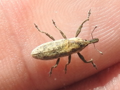 Lixus scrobicollis