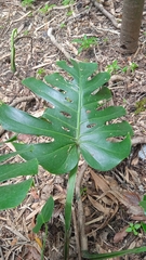 Monstera deliciosa