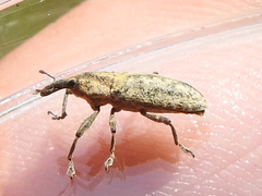 Lixus scrobicollis