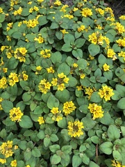 Chrysogonum
