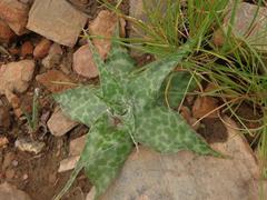 Ledebouria ensifolia