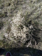 Astragalus pectinatus