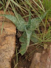 Ledebouria ensifolia