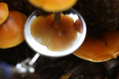Gymnopilus austropicreus