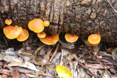 Gymnopilus austropicreus