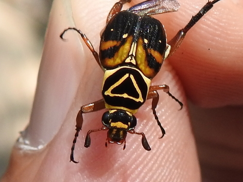 Delta Flower Scarab photo 5