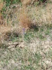 Penstemon nitidus