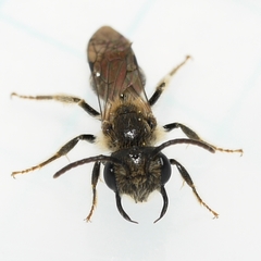 Gonandrena