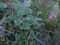 Pelargonium reniforme