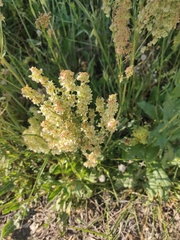 Rumex thyrsoides