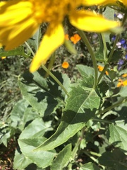 Verbesina encelioides