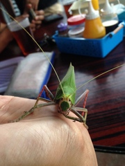 Onomarchus uninotatus