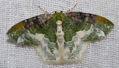 Eucyclodes semialba