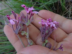 Pelargonium reniforme