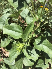 Verbesina encelioides