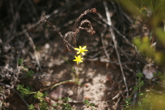 Pauridia trifurcillata