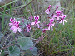 Pelargonium reniforme