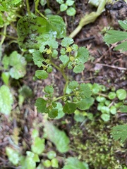 Chrysosplenium glechomifolium