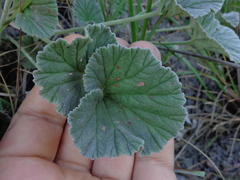 Pelargonium reniforme