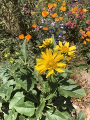 Verbesina encelioides