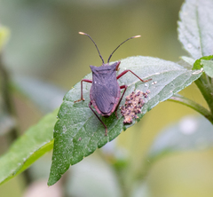 Anasa apicalis